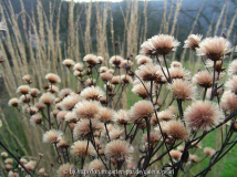 Vernonia crinita 3. Dezember 2009
