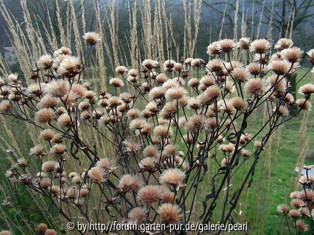 Vernonia crinita 3. Dezember 2009