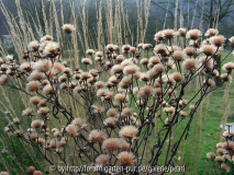 Vernonia crinita 3. Dezember 2009