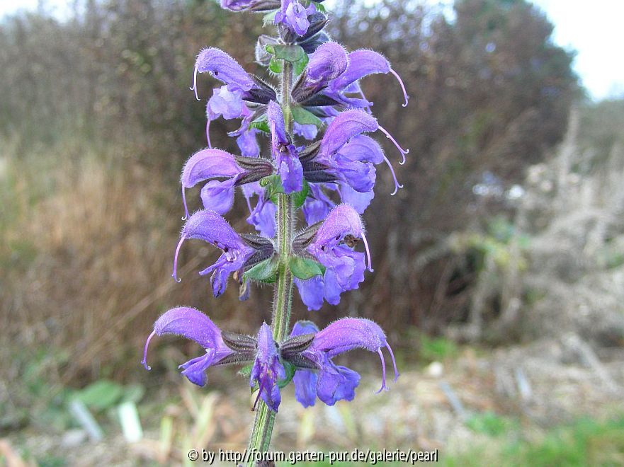 Salvia pratensis 3. Dezember