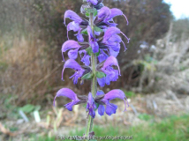 Salvia pratensis 3. Dezember