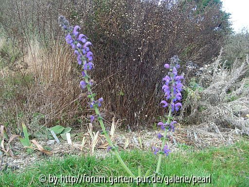 Salvia pratensis am 3. Dezember 2009