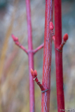Ahorn vor Hakonechloa