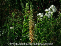 Digitalis trojana