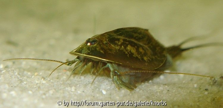 Triops
