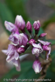 Phlox