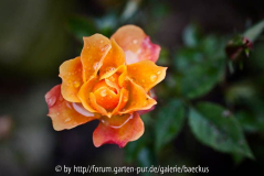 Zwergrose