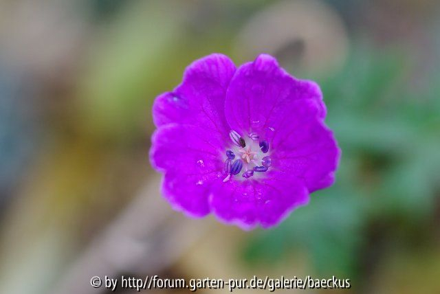 Geranium Sanguineum