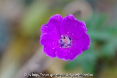 Geranium Sanguineum