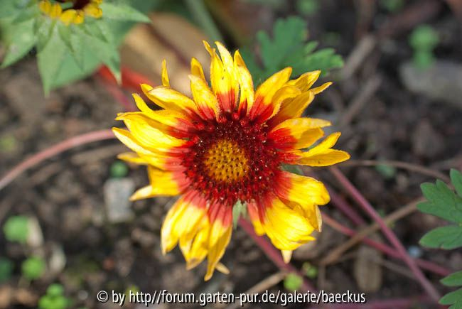 Gaillardia