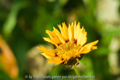 Coreopsis lanceolata 