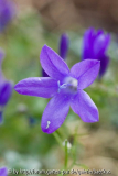 Campanula Addenda