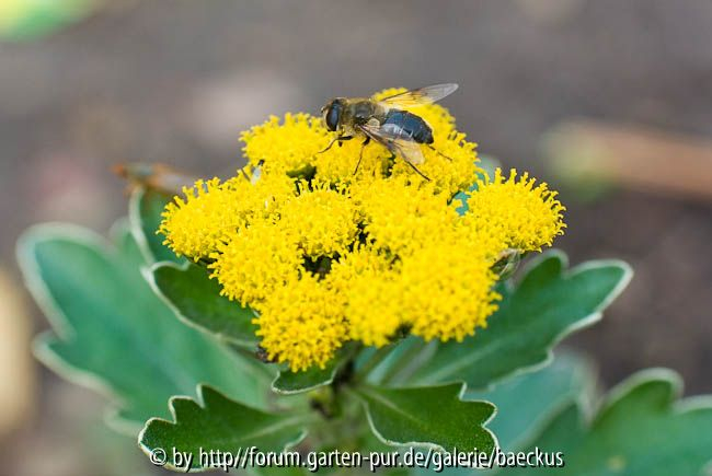 Ajania pacifica 