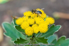 Ajania pacifica 