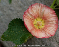Alcea