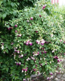 Fuchsia-4.JPG