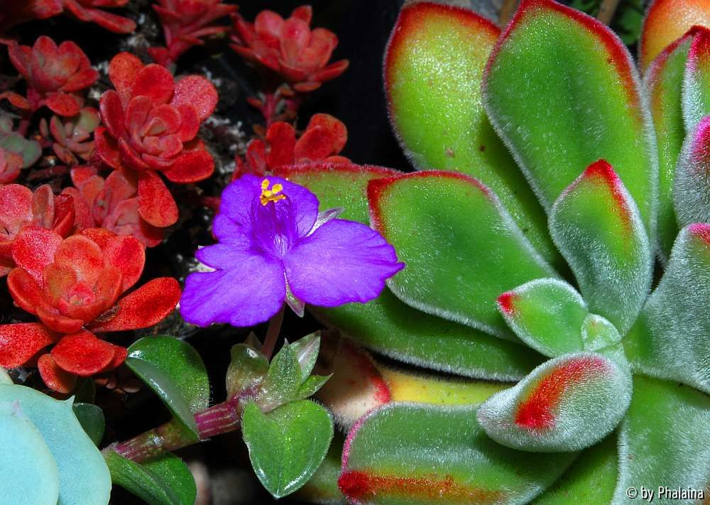 Callisia navicularis