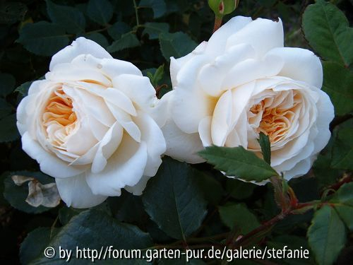 Crocus Rose syn. Emanuel