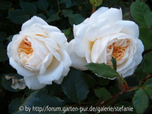 Crocus Rose syn. Emanuel