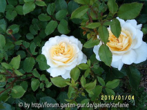Crocus Rose syn. Emanuel