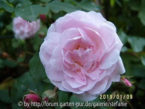 Blush Noisette