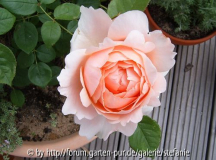 Ambridge Rose