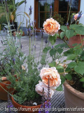 Ambridge Rose