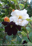 Ghislaine de Feligonde mit Clematis Romantika