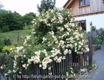 Ghislaine de Feligonde