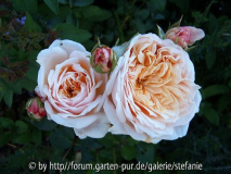 English Garden syn. Schloss Glücksburg