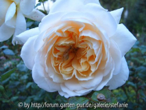 Crocus Rose syn. Emanuel