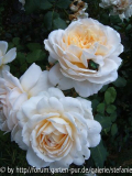 Crocus Rose syn. Emanuel