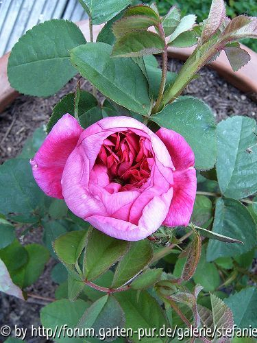 Rose de Resht