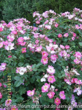 Rosa rubiginosa Magnifica