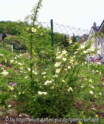 Rosa primula