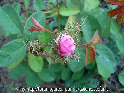 Rosa centifolia Muscosa