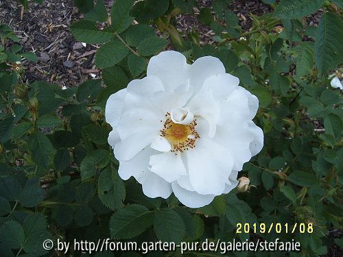 Rosa alba Semiplena
