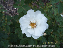 Rosa alba Semiplena