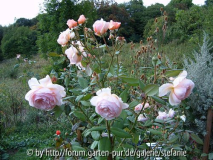 Shropshire Lad