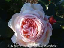 Shropshire Lad