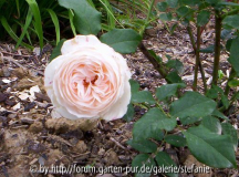 Rose-Marie