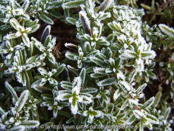 Frostiger Thymian