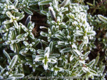 Frostiger Thymian