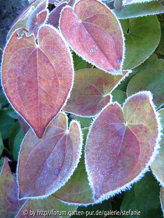 Epimedium sulphureum