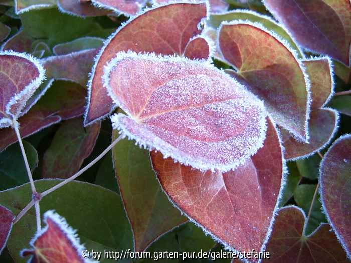 Epimedium sulphureum