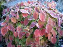 Epimedium sulphureum