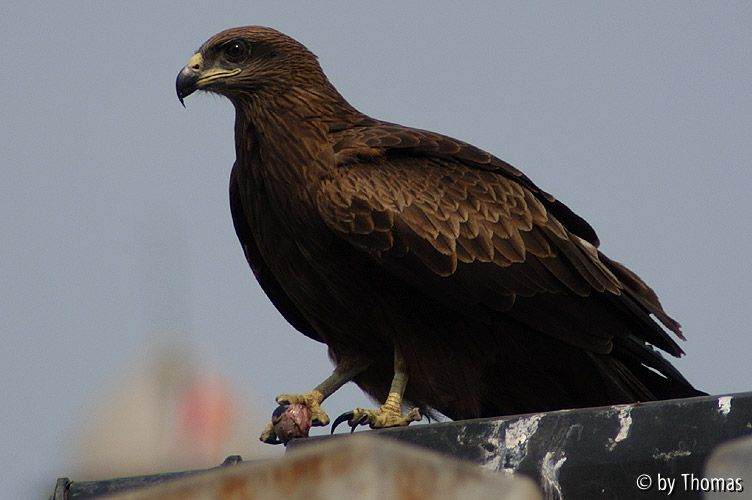 Schwarzmilan in Delhi - mit Auge