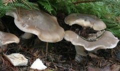 Nebelgraue Trichterling (Clitocybe nebularis)