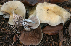 Grünspan-Träuschling (Stropharia aeruginosa)