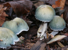 Grünspan-Träuschling (Stropharia aeruginosa)